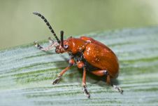 Red Lily Leaf Beetle Bug Insect On Green Leafs Stock Photos