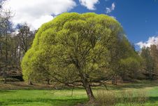 Springtime Tree Royalty Free Stock Images
