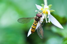 Hover Fly Royalty Free Stock Photography