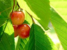 Sweet Cherry Berry Royalty Free Stock Photos Sweet Cherry Berry Royalty Free Stock Photos