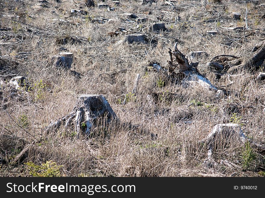 Clearing with tree stumps and dry grass