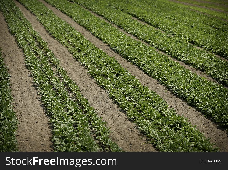 Field of growing vegetables in rows