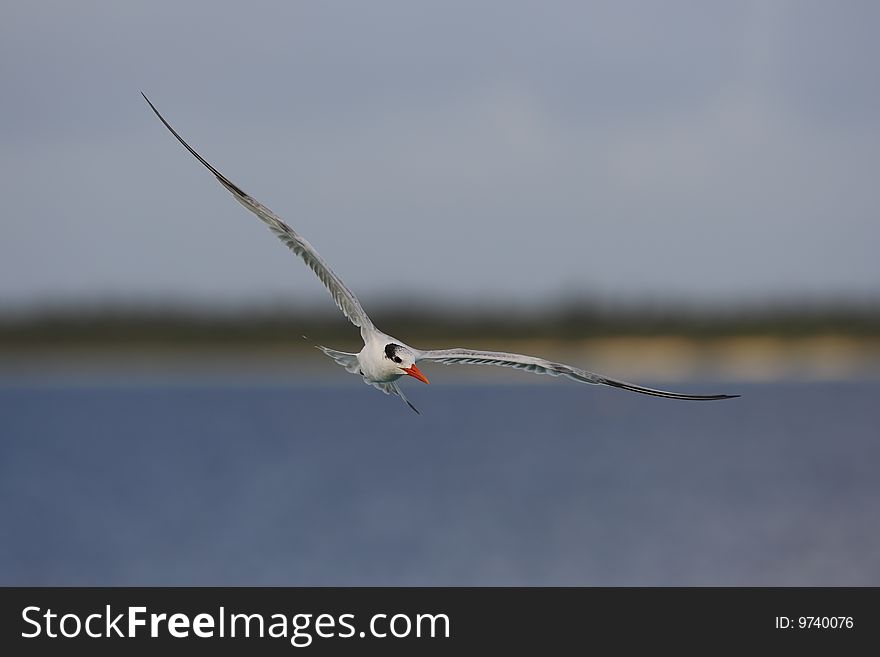 Royal Tern (Thalasseus Maximus Maximus)