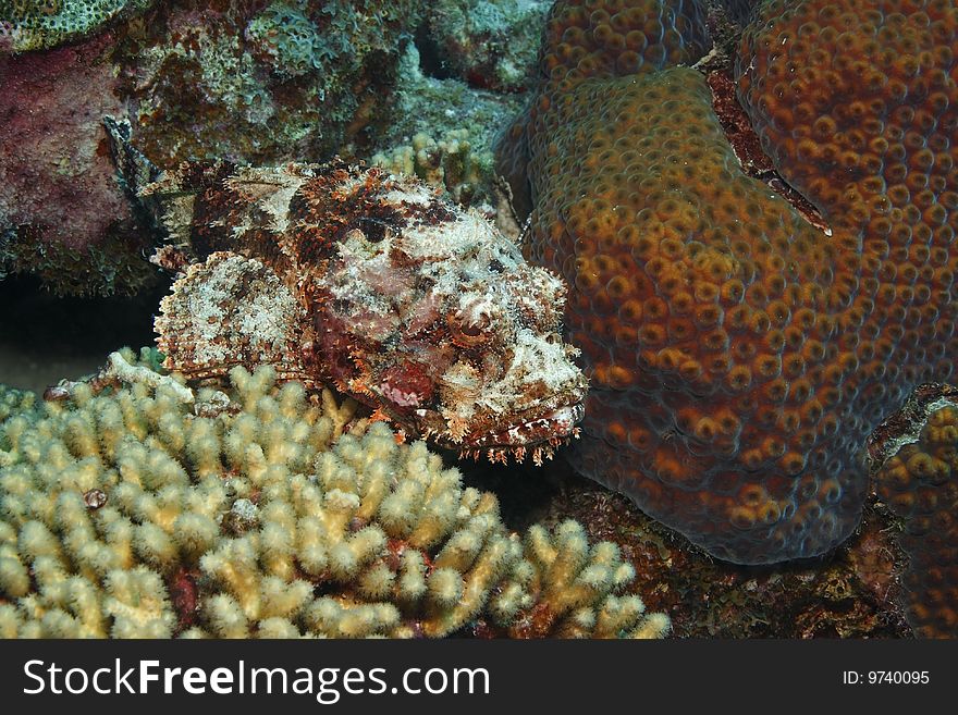 Spotted Scorpionfish (Scorpaena plumieri) resting on a coral reef.