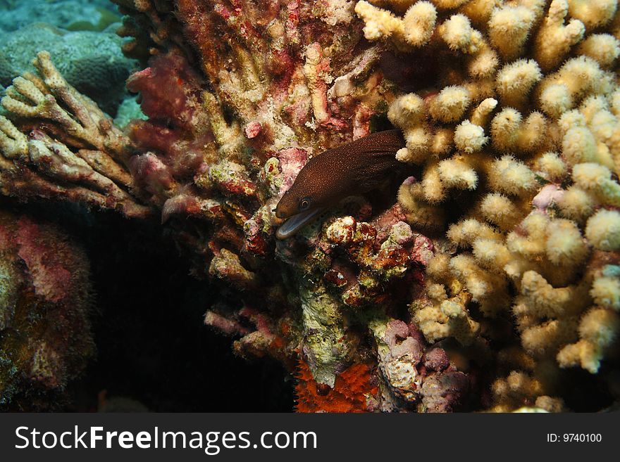 Goldentail Moray (Gymnothorax miliaris), dark phase individual in coral reef.