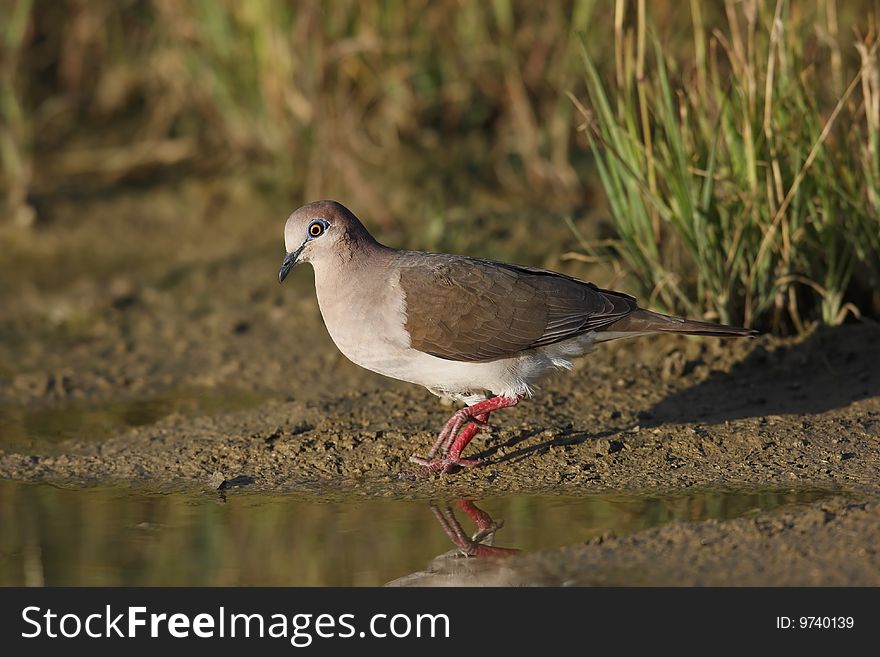 White-tipped Dove (Leptotila verreauxi verreauxi) about to drink in a pool of water.