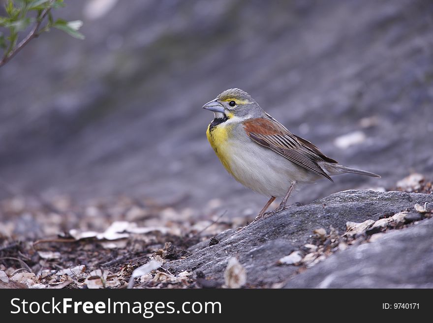 Dickcissel (Spiza Americana)