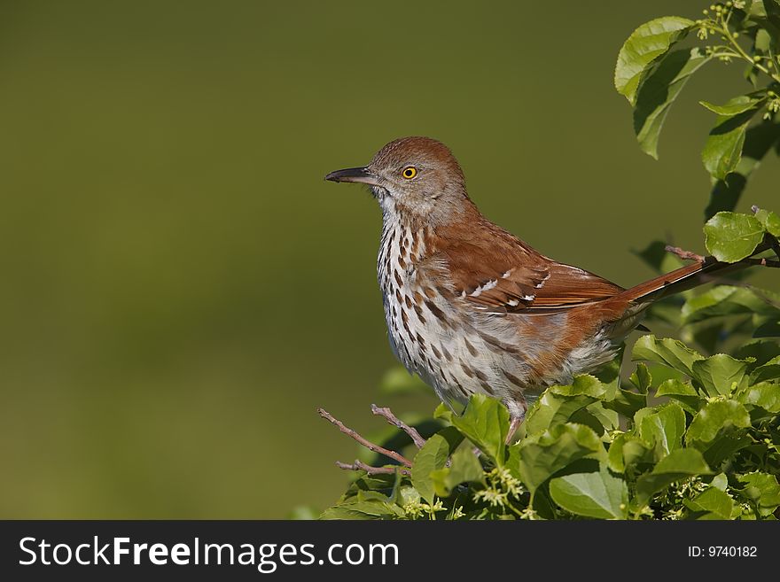 Brown Thrasher (Toxostoma rufum rufum), sitting in tree near nest.