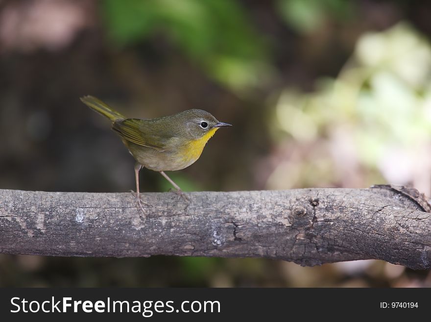 Common Yellowthroat (Geothlypis trichas trichas), Spring migrant female sitting on branch.