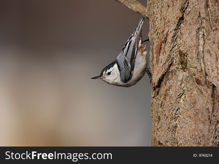 White-breasted Nuthatch (Sitta carolinensis carolinensis), male on a tree.