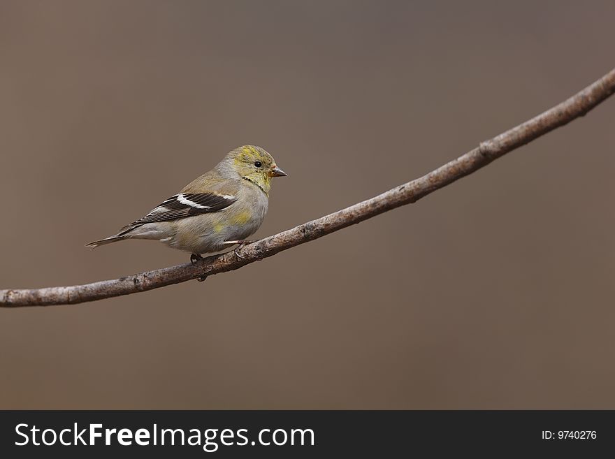 American Goldfinch (Carduelis tristis tristis)