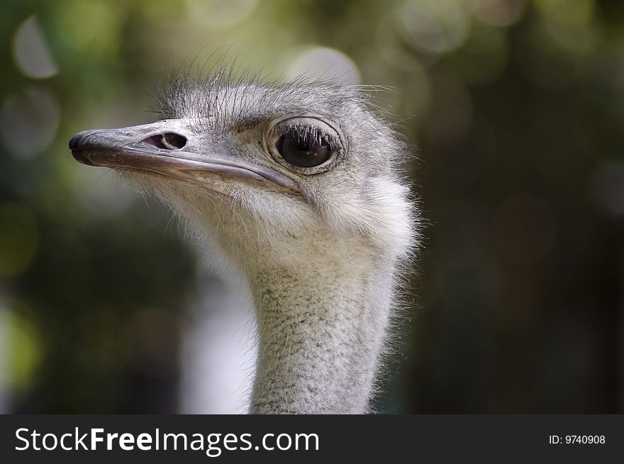 Portait of ostrich in zoo