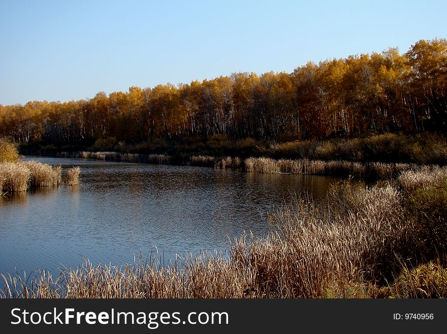 Autumn river over yellow forest and blue sky