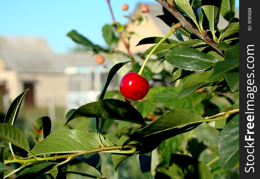 Red cherry over blue sky background
