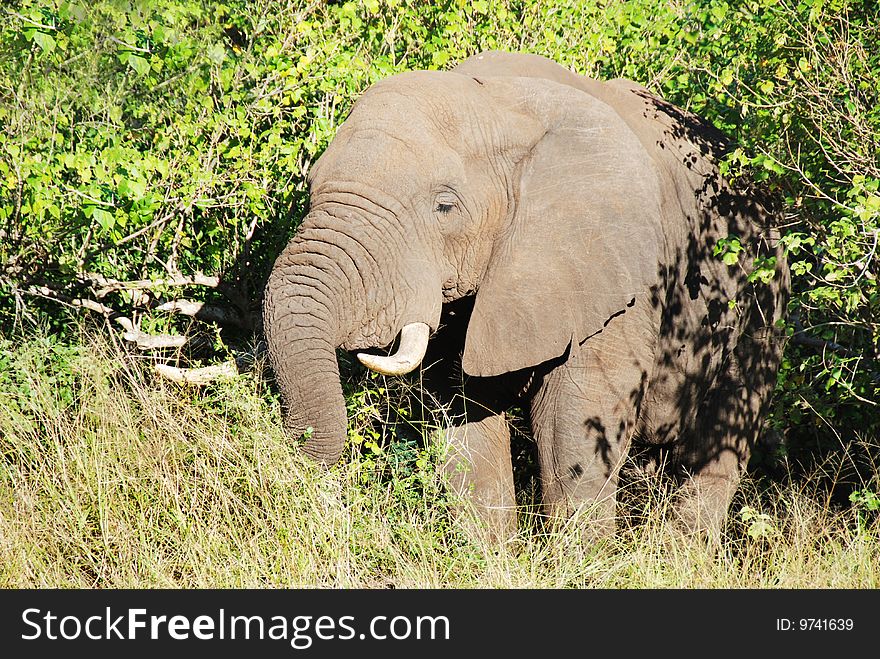 Mature elephant coming out of the bush. Mature elephant coming out of the bush