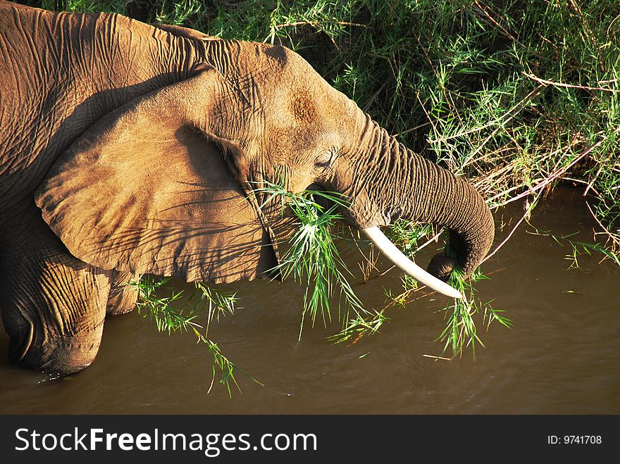 Elephant feeding on grass in a river bed. Elephant feeding on grass in a river bed