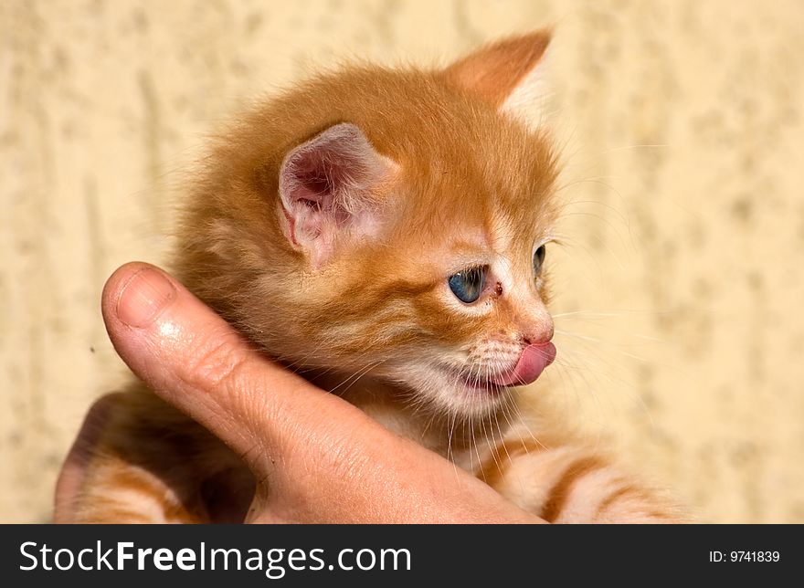 Portrait of funny cat in the hand of a person