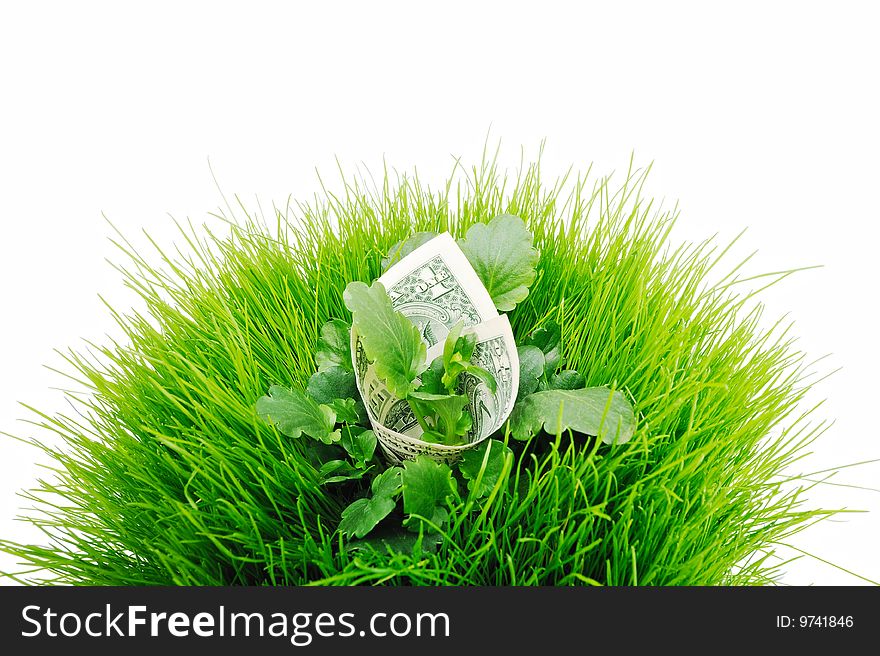 Banknote in the bright green grass with leaves. Banknote in the bright green grass with leaves