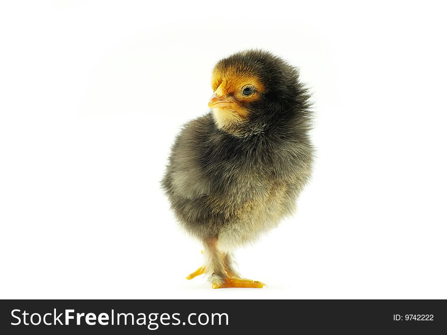 Cute little baby chicken isolated on white background