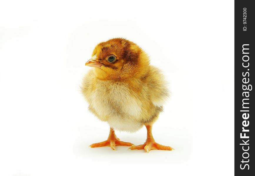 Cute little baby chicken isolated on white background