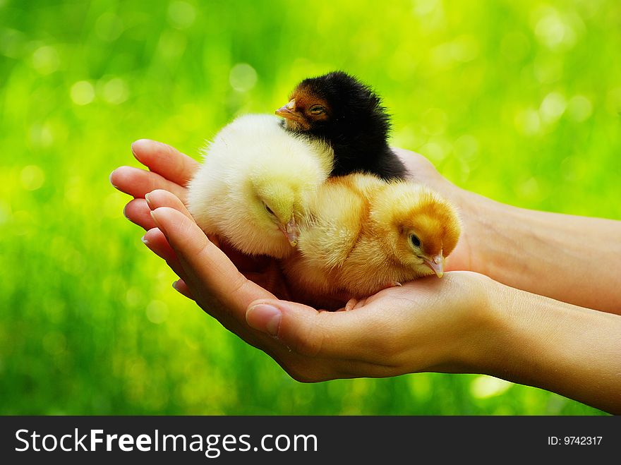 Hand hold caring for a small chicken. Hand hold caring for a small chicken