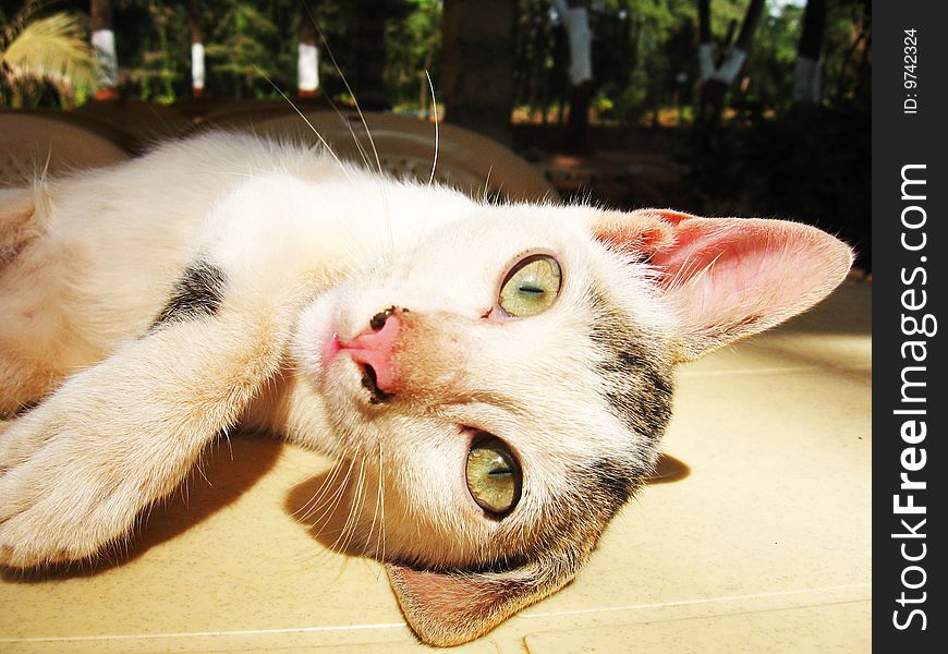 A lazy cat lying on a table, looking with her green eyes