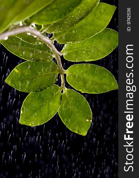 Fresh Water Drops on Green Plant Leaf. Fresh Water Drops on Green Plant Leaf