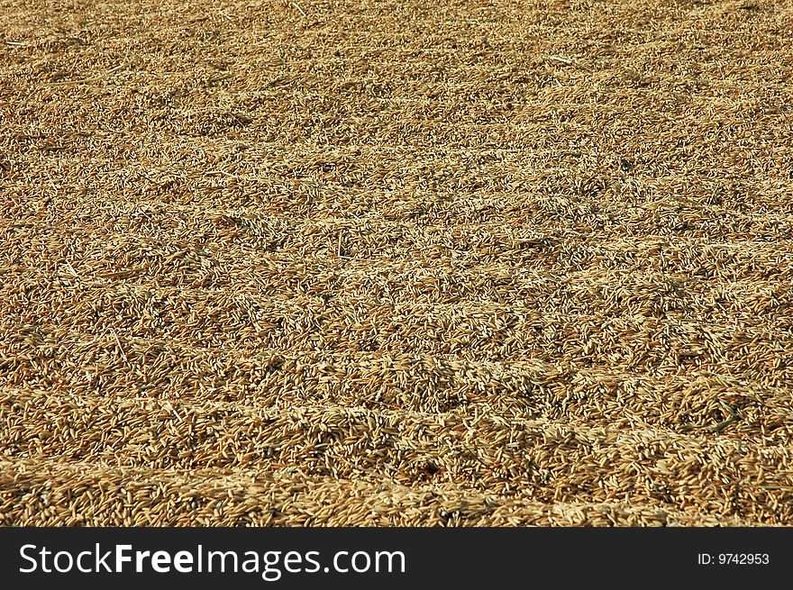 Many Rice Seed