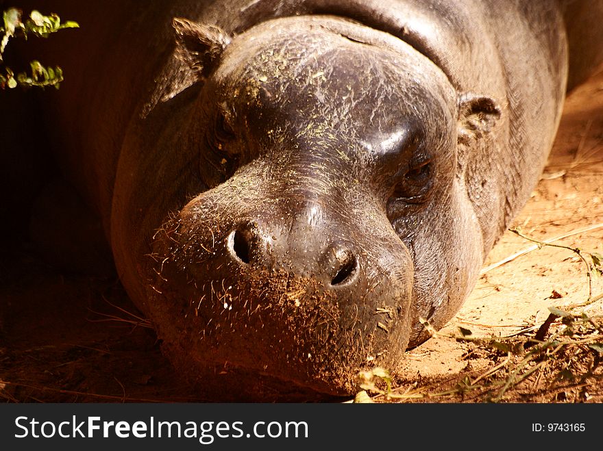 Dwarf Hippopotamus