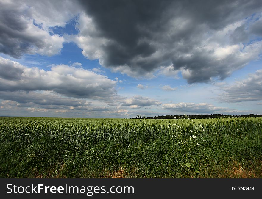 Square along green wheat and blue sky. Square along green wheat and blue sky