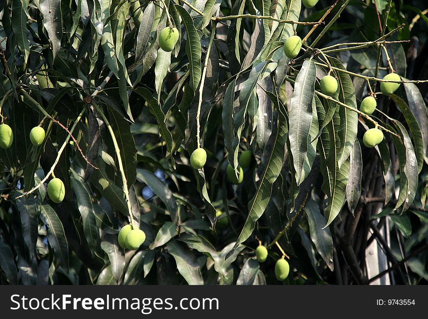 Green, unripe mango fruits hanging in a tree