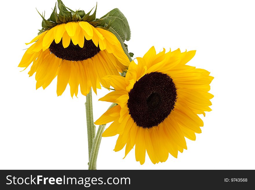 Sunflower against white background, two flowers in the studio taken