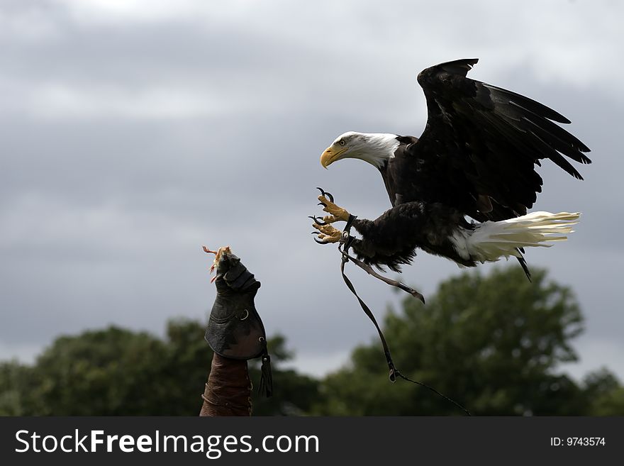 The flaying talons of an American Eagle about to strike it's target and take the bait from a gloved hand. The flaying talons of an American Eagle about to strike it's target and take the bait from a gloved hand