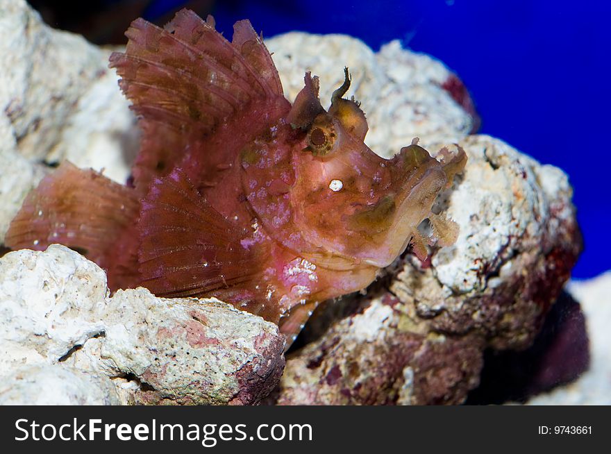 A red stone-fish with poison back-thorns