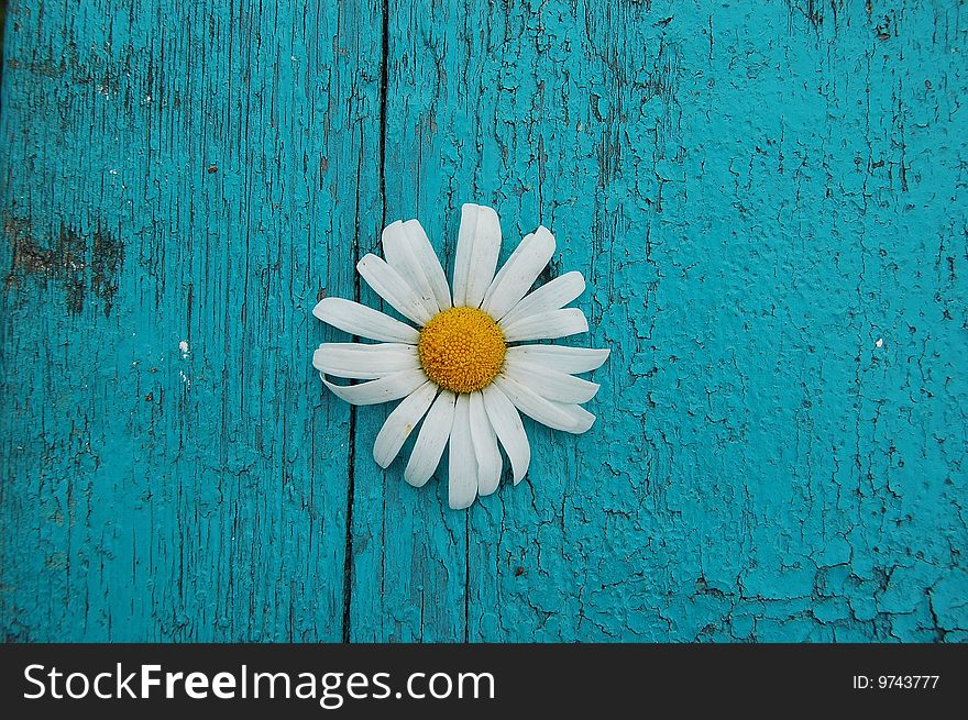 Texture of a tree with a camomile