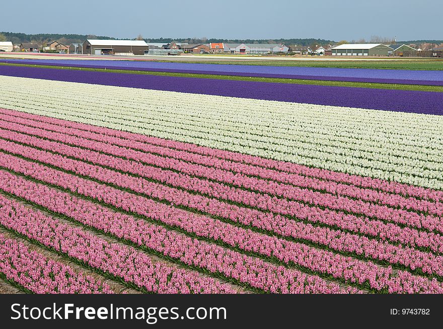 A lot of strokes different colors hyacinth. A lot of strokes different colors hyacinth