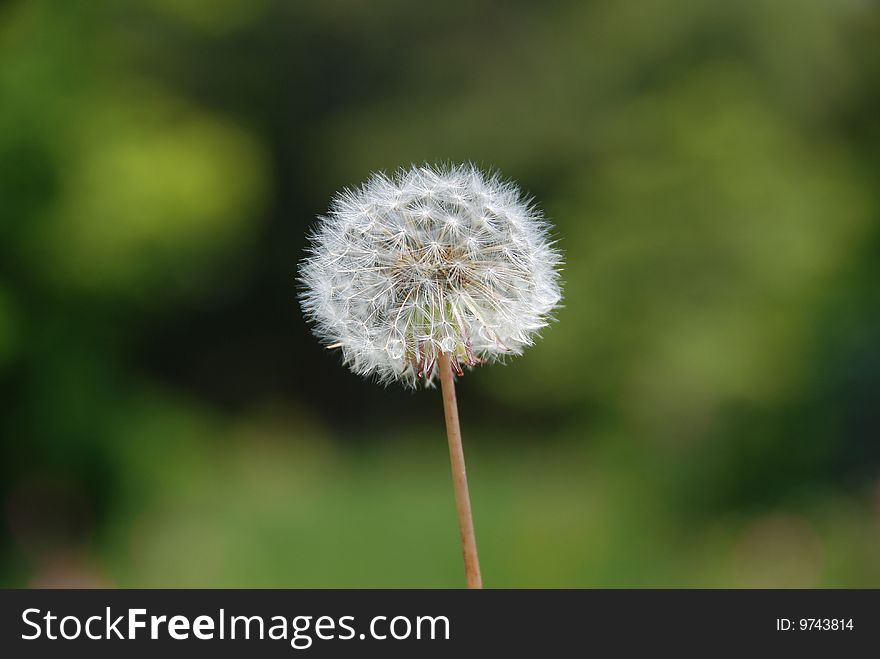 Dandelion against blurred green background