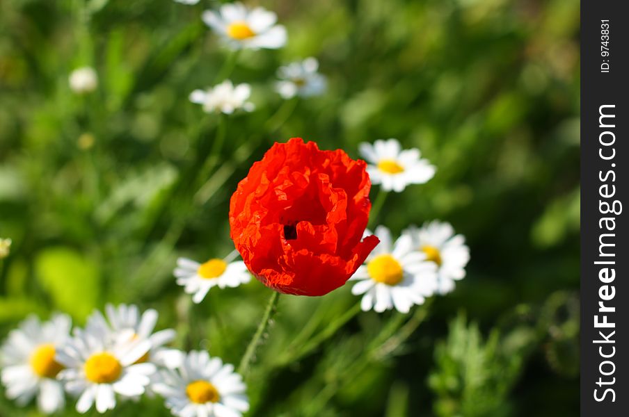 Close up of he red poppy