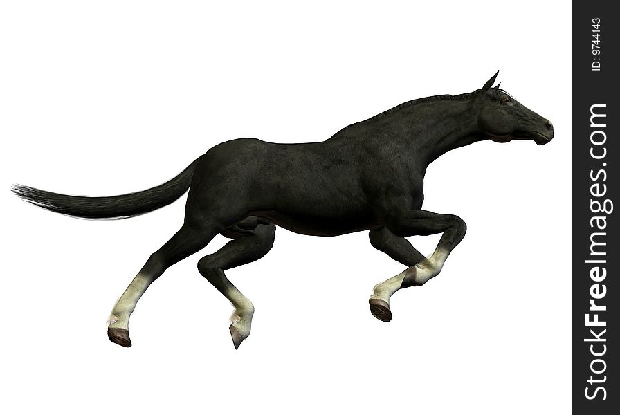 Running Black stallion in isolated white. Running Black stallion in isolated white