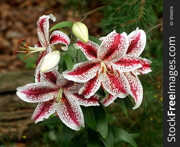 Nankeen lily