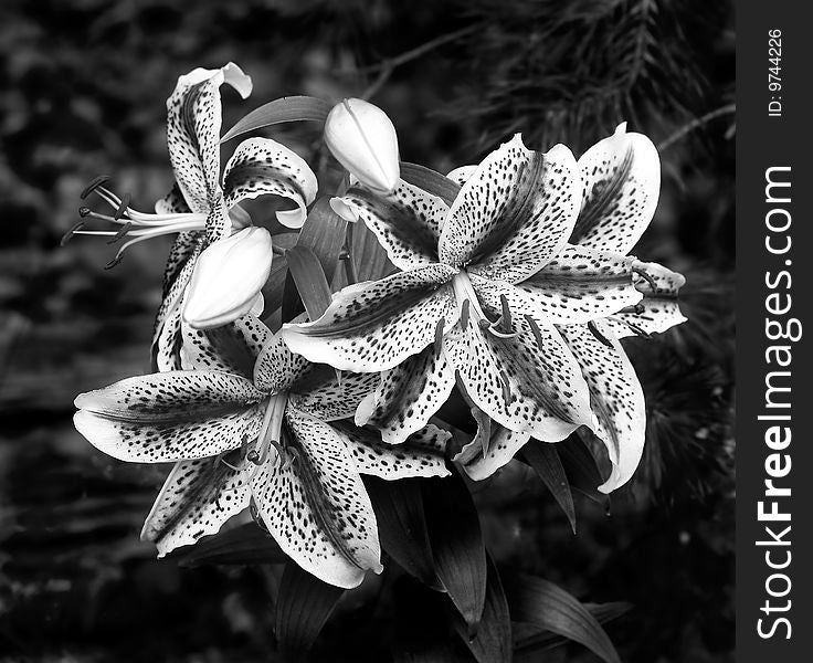 Nankeen lily - flower royal lily