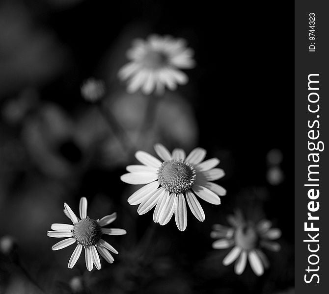 Camomile garden black and white photo