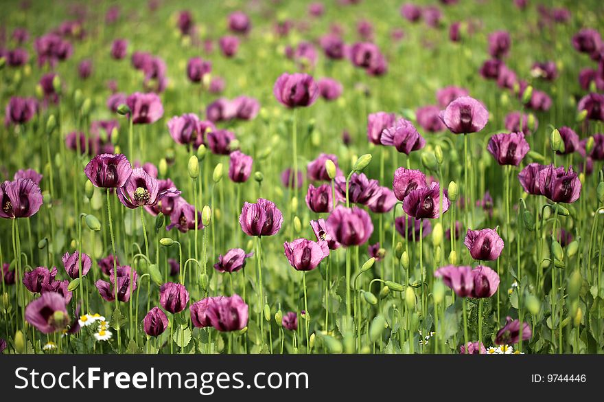 Violet poppy field in green. Violet poppy field in green