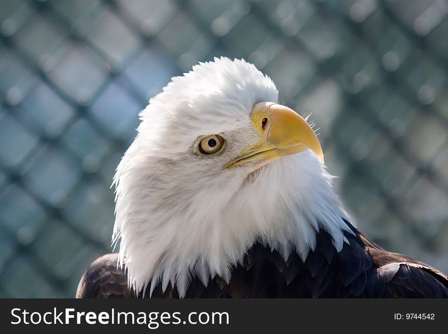 American Bald Eagle looks around at all the people. American Bald Eagle looks around at all the people.
