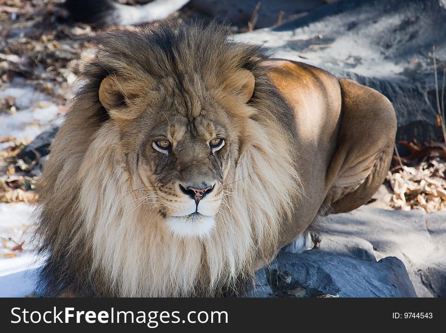 This lion is a member of our local zoo. This lion is a member of our local zoo.