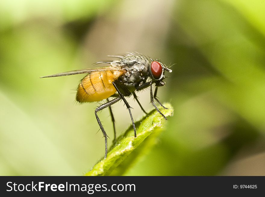 Extreme close-up of fly on a leaf