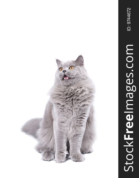 Excited british kitten isolated over white