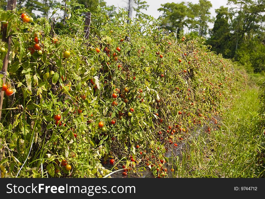 Row of tomatoes