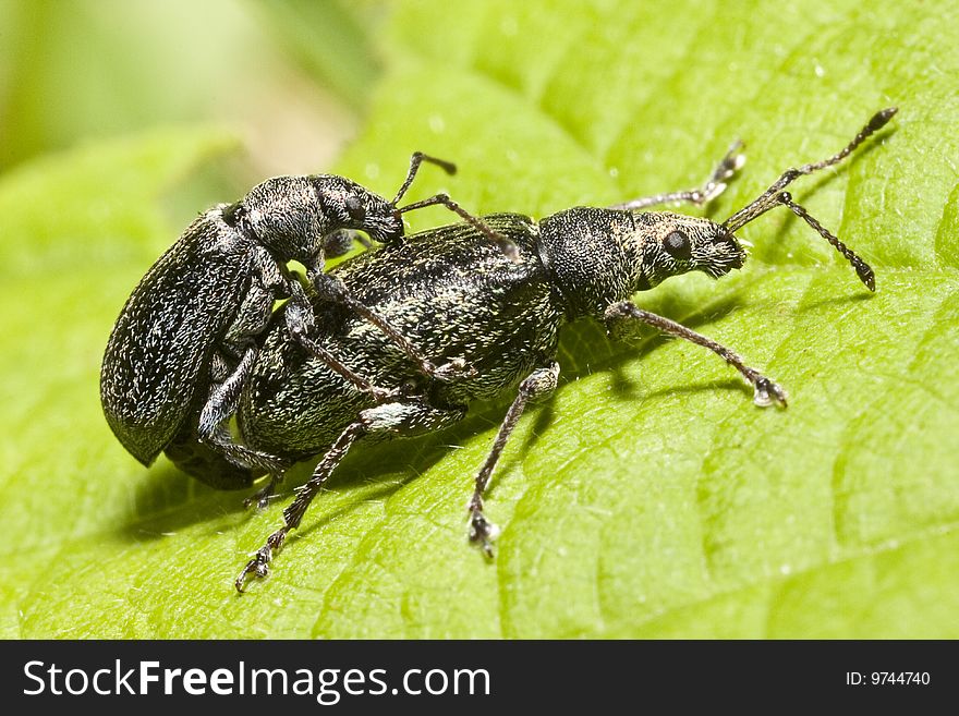 Close up of two beetles mating on a leaf