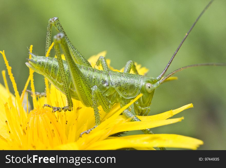Yellow flower and grasshopper sit